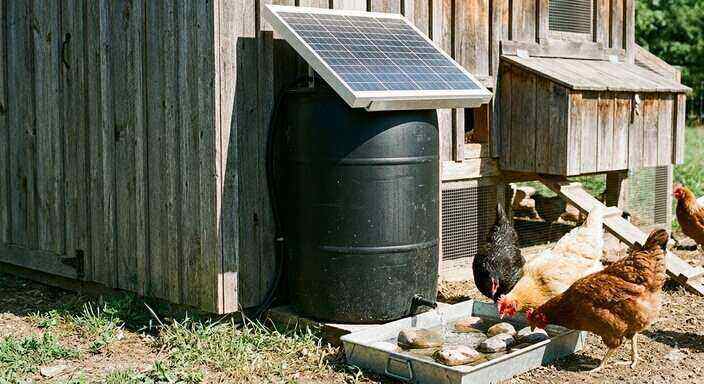 How to Clean Remote Chicken Water Systems Without Harsh Chemical Bleach