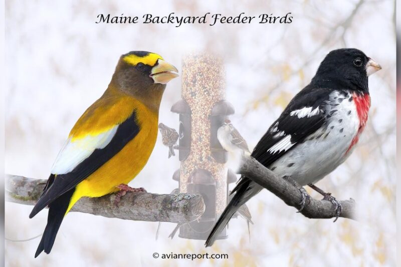 How to Stop Nighttime Pests From Invading Your Flock’s Feeders Fast