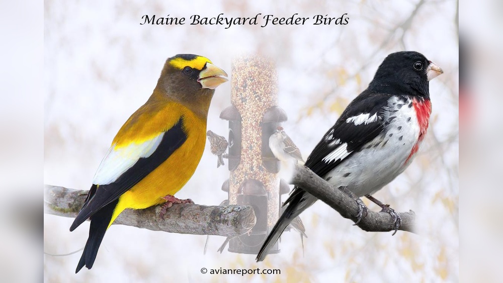 How to Stop Nighttime Pests From Invading Your Backyard Flock'S Feeders