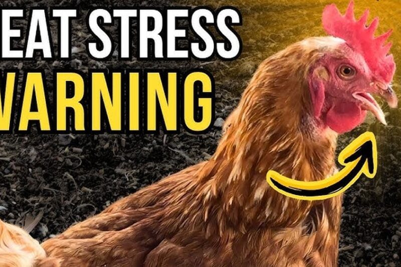 The Best Ways to Cool Down a Small Chicken Run in Extreme Heat