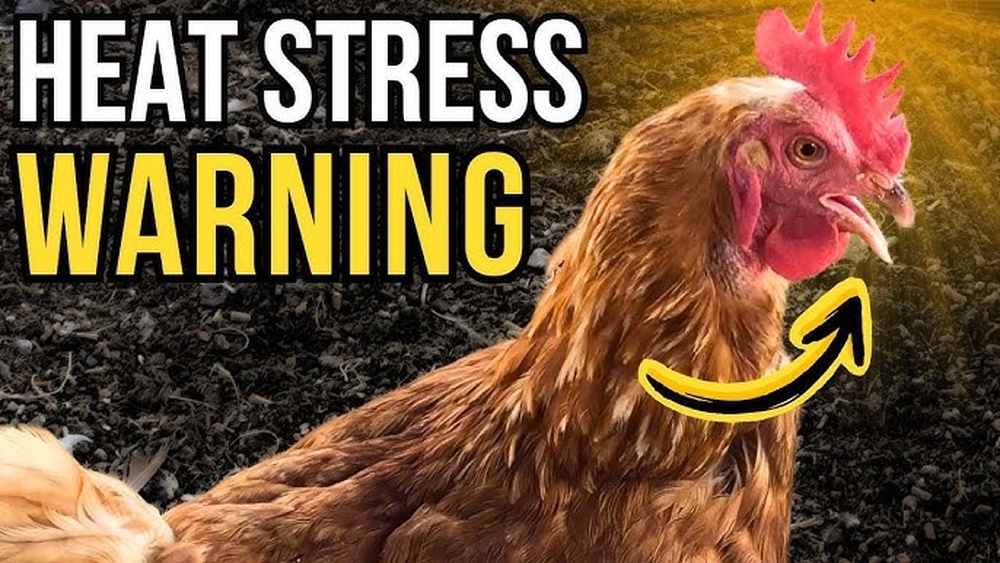The Best Ways to Cool Down a Small Chicken Run During Triple Digit Heat