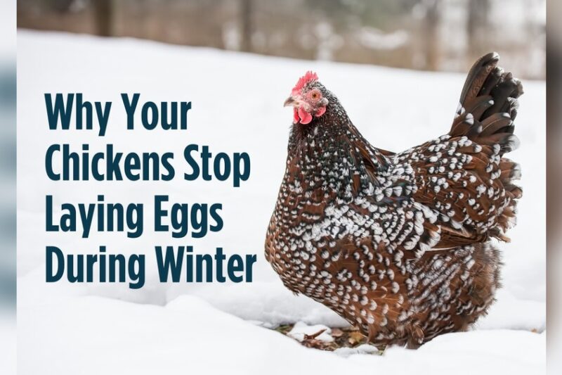 Why Consistent Day Length Keeps Your Backyard Flocks Laying All Winter