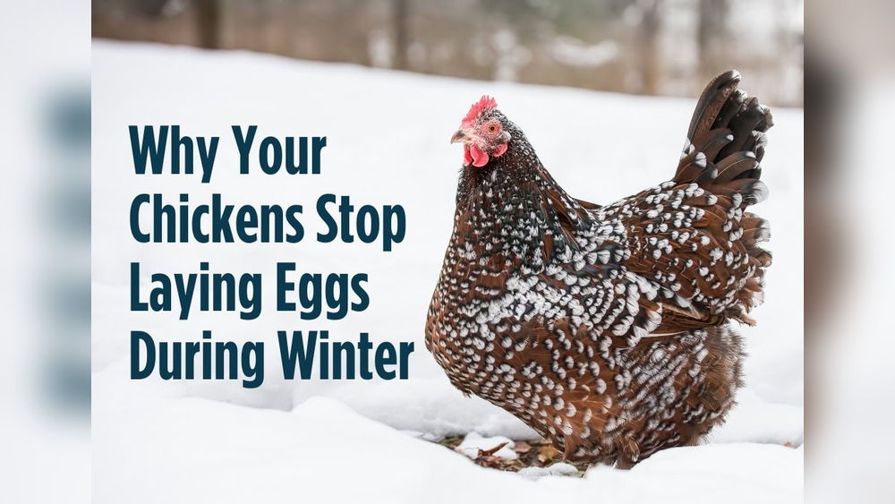 Why Consistent Day Length Keeps Your Backyard Flocks Laying All Winter