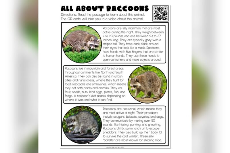 Why Simulated Predator Eyes Keep Raccoons on the Run All Night