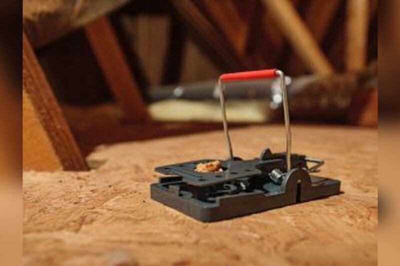 Why Traditional Snap Traps are Dangerous in Active Chicken Coops