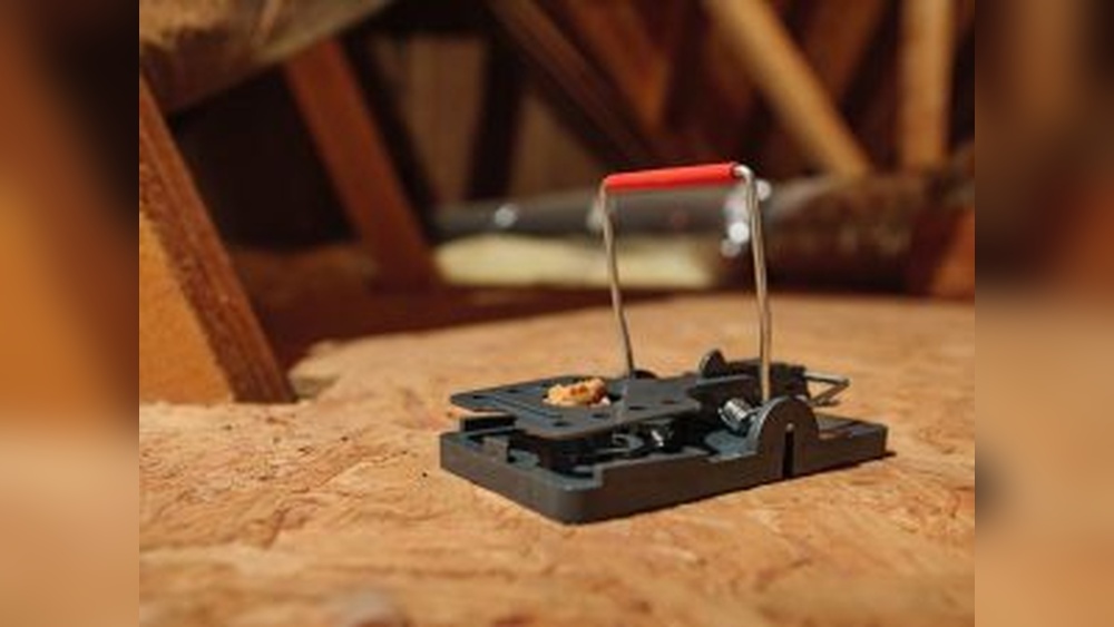 Why Traditional Snap Traps are Dangerous Inside a Active Chicken Coop